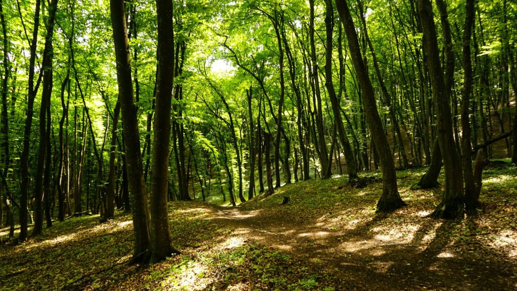 green trees on brown soil